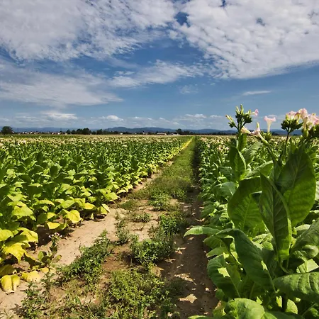 Apartamento Ortenau *